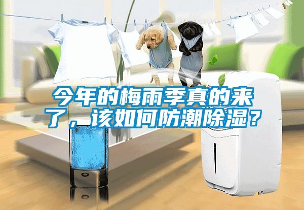 今年的梅雨季真的來了，該如何防潮除濕？