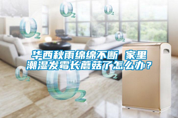 華西秋雨綿綿不斷 家里潮濕發霉長蘑菇了怎么辦？