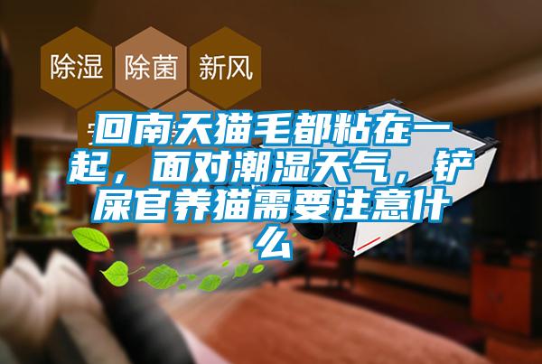 回南天貓毛都粘在一起，面對潮濕天氣，鏟屎官養(yǎng)貓需要注意什么
