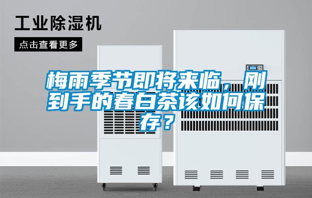 梅雨季節(jié)即將來臨，剛到手的春白茶該如何保存？