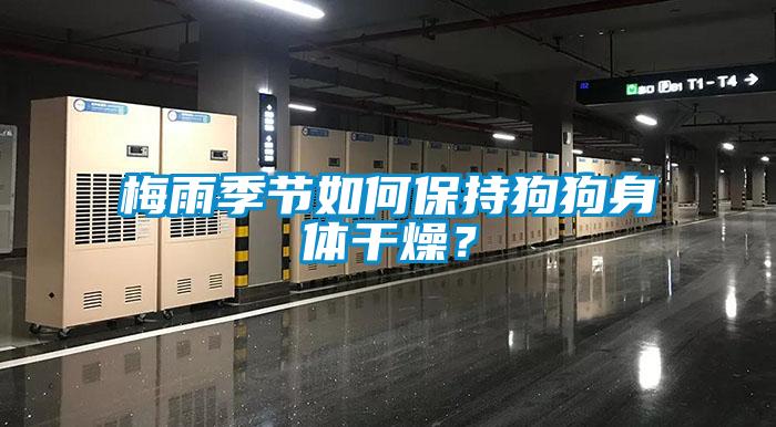 梅雨季節(jié)如何保持狗狗身體干燥？