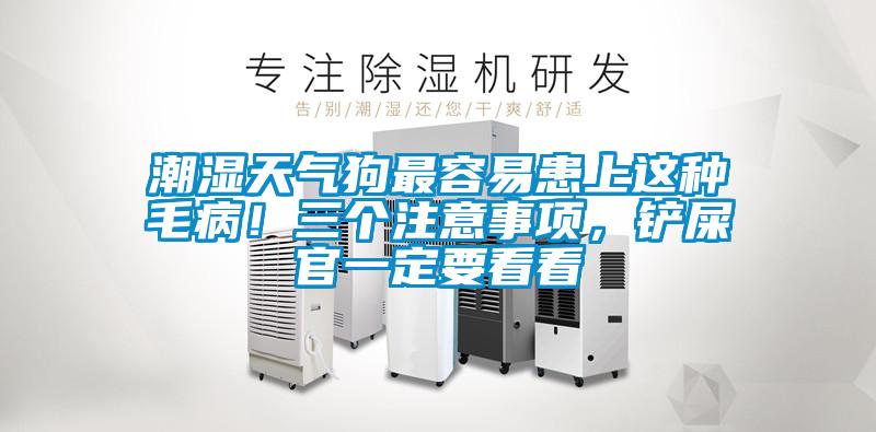 潮濕天氣狗最容易患上這種毛??！三個注意事項，鏟屎官一定要看看