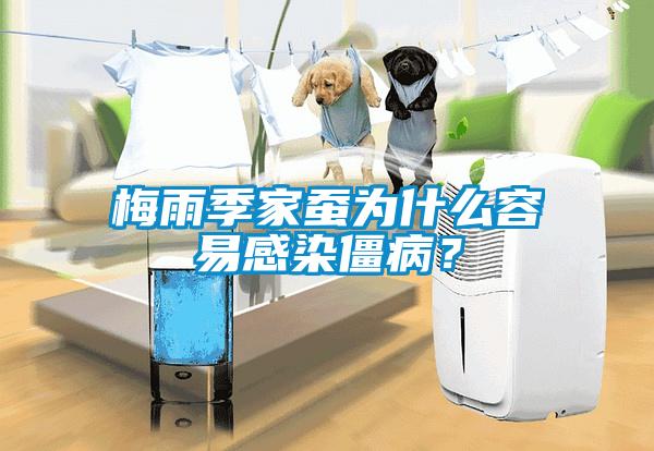 梅雨季家蠶為什么容易感染僵?。?/></p>
						    <p style=