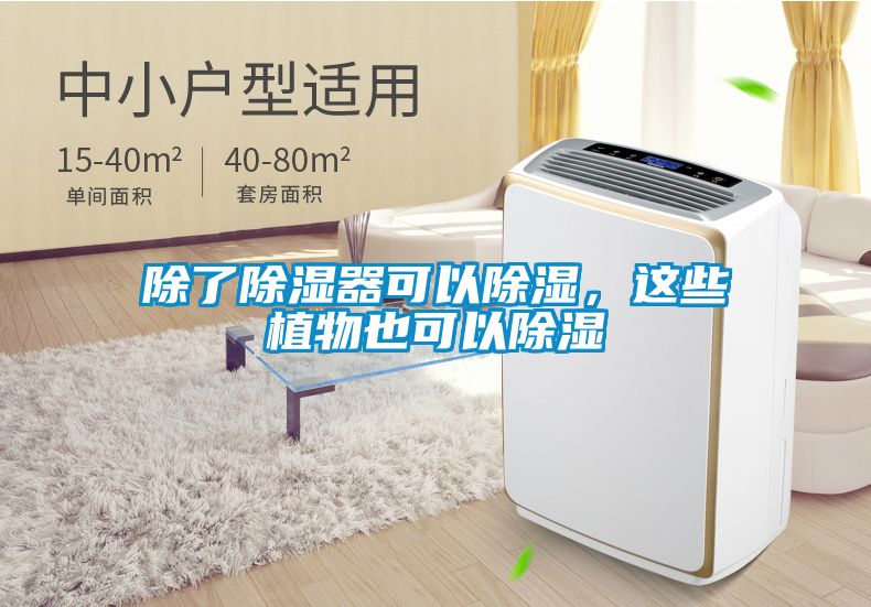 除了除濕器可以除濕，這些植物也可以除濕